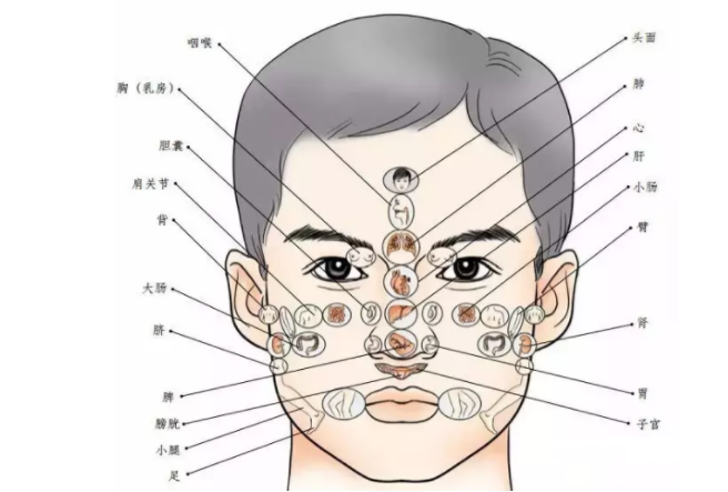 脸部长痘对应五脏的图